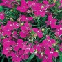 Лобелия Riviera Rose4